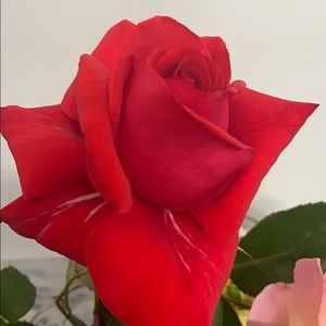 Meet your Posher, Marsha